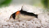 Load image into Gallery viewer, Corydoras - Adolfoi