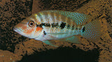 Load image into Gallery viewer, Cichlid - False Firemouth