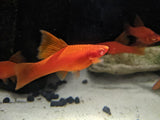 Load image into Gallery viewer, livebearer - Vienna Swordtail