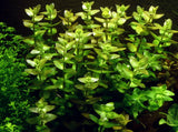 Load image into Gallery viewer, 1-2-Grow! Bacopa caroliniana