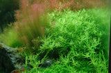 Load image into Gallery viewer, 1-2-Grow! Rotala rotundifolia &#39;Green&#39;