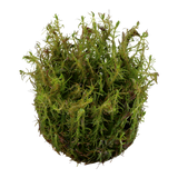 Load image into Gallery viewer, 1-2-Grow! Rotala wallichii