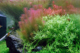 Load image into Gallery viewer, 1-2-Grow! Rotala wallichii