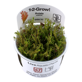 Load image into Gallery viewer, 1-2-Grow! Rotala wallichii