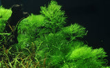 Load image into Gallery viewer, Limnophila aquatica